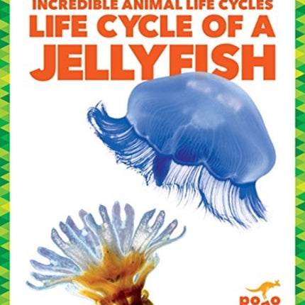 Life Cycle of a Jellyfish