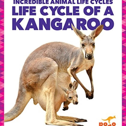 Life Cycle of a Kangaroo