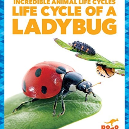 Life Cycle of a Ladybug