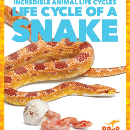 Life Cycle of a Snake