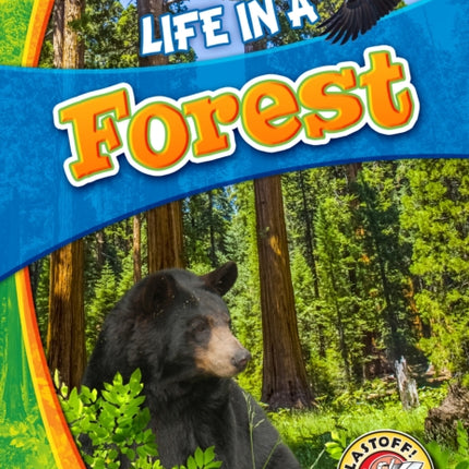 Life in a Forest