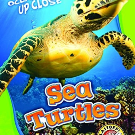 Sea Turtles