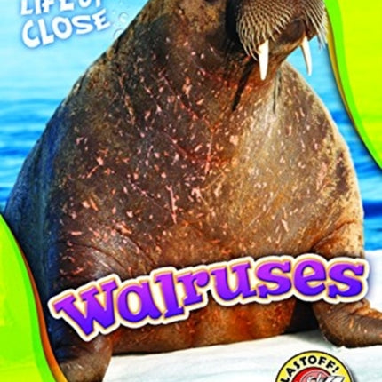 Walruses
