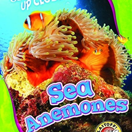 Sea Anemones