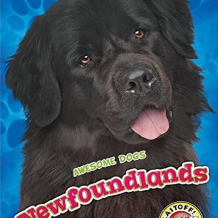 Newfoundlands