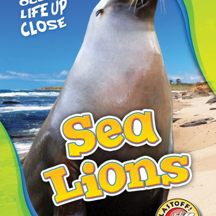 Sea Lions