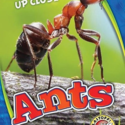 Ants