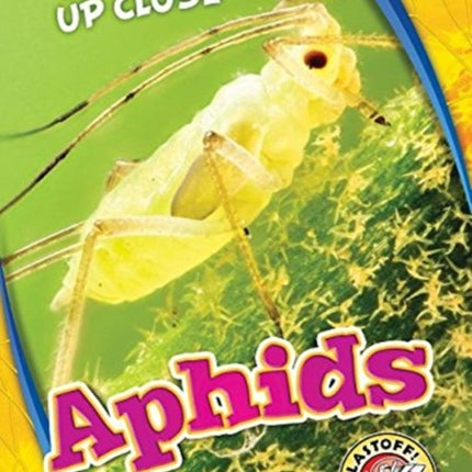 Aphids