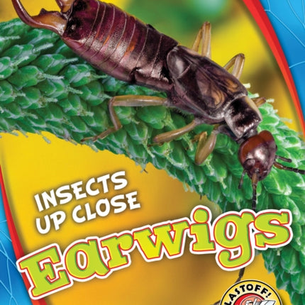 Earwigs