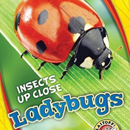 Ladybugs