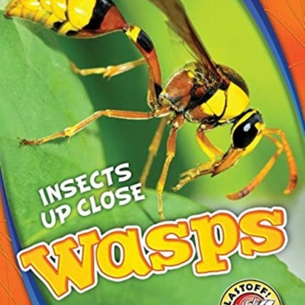 Wasps