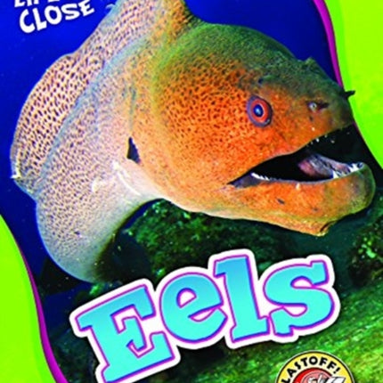 Eels