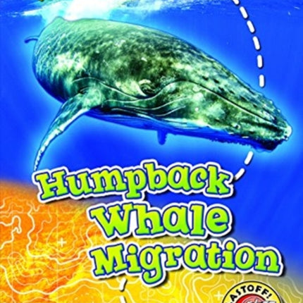 Humpback Whale Migration