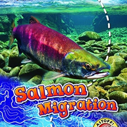 Salmon Migration