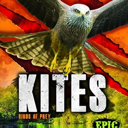 Kites: Birds of Prey