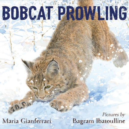 Bobcat Prowling