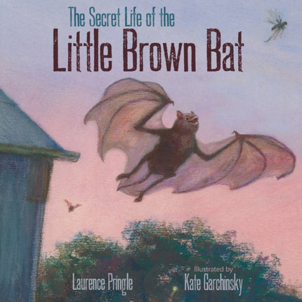 The Secret Life of the Little Brown Bat