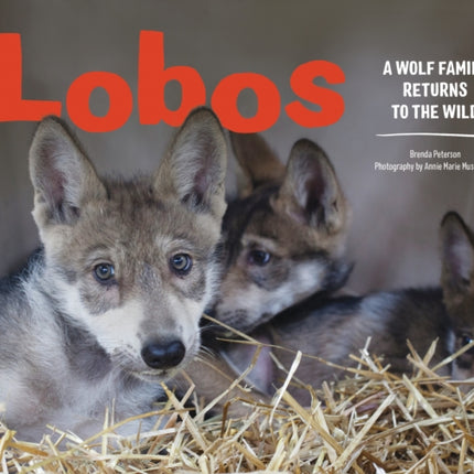 Lobos: A Wolf Family Returns to the Wild