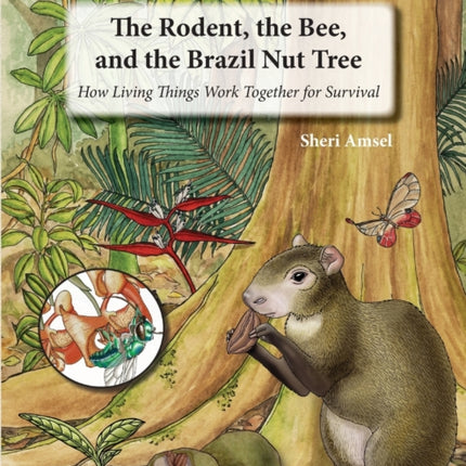 The Rodent, the Bee, and the Brazil Nut Tree: How