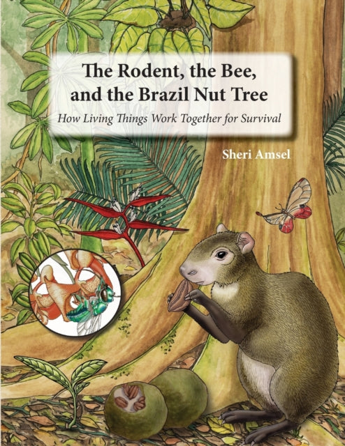 The Rodent, the Bee, and the Brazil Nut Tree: How