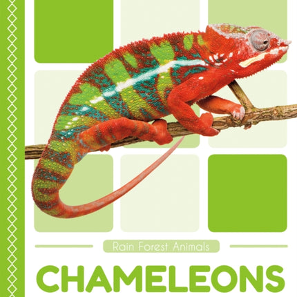 Rain Forest Animals: Chameleons