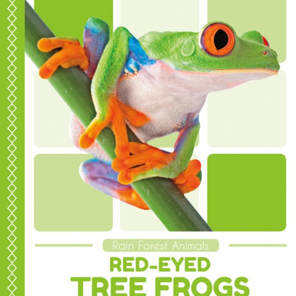 Rain Forest Animals: Red-Eyed Tree Frogs