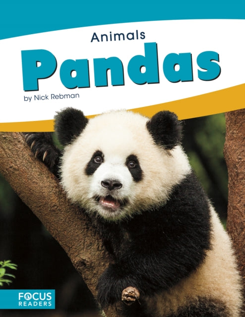 Animals: Pandas