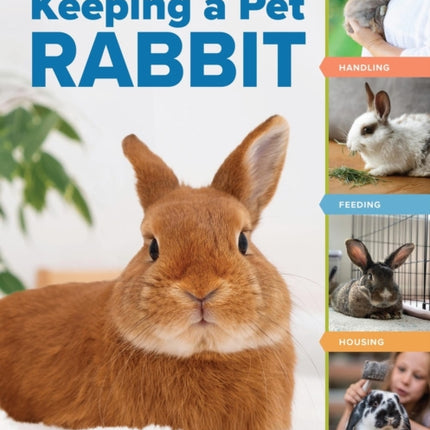 An Absolute Beginners Guide to Keeping a Pet Rabbit