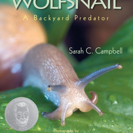 Wolfsnail: A Backyard Predator