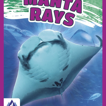 Giants of the Sea: Manta Rays