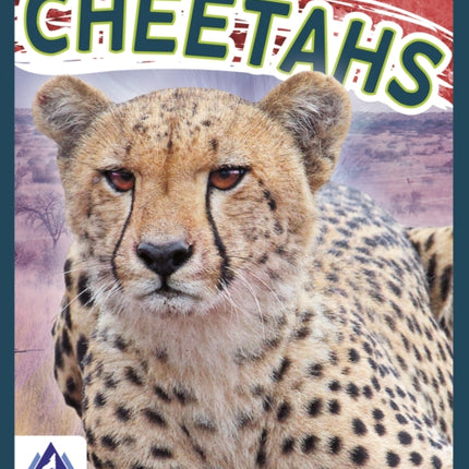 Wild Cats: Cheetahs