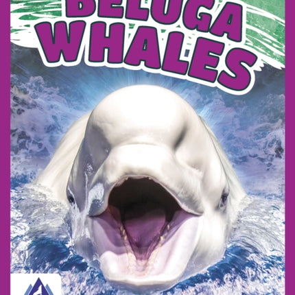 Giants of the Sea: Beluga Whales