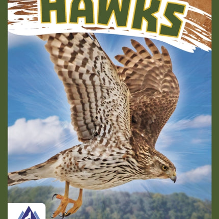 Birds of Prey: Hawk