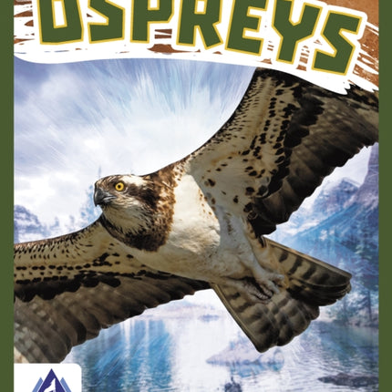 Birds of Prey: Ospreys