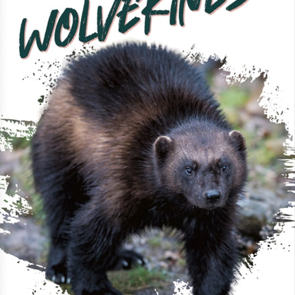 Wild Animals: Wolverines