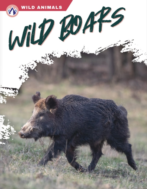 Wild Animals: Wild Boars