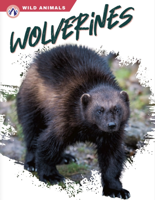 Wild Animals: Wolverines