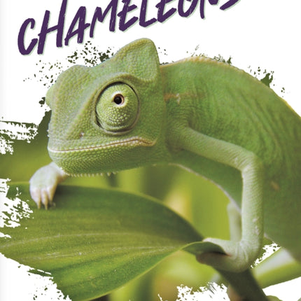 Reptiles: Chameleons