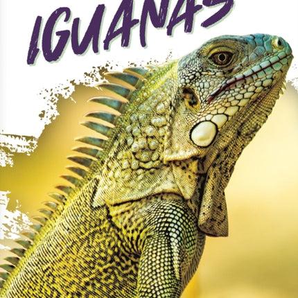 Reptiles: Iguanas