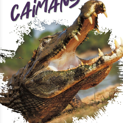 Reptiles: Caimans