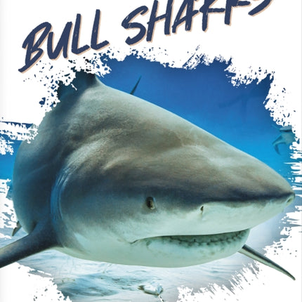 Predators: Bull Sharks