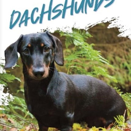 Dachshunds