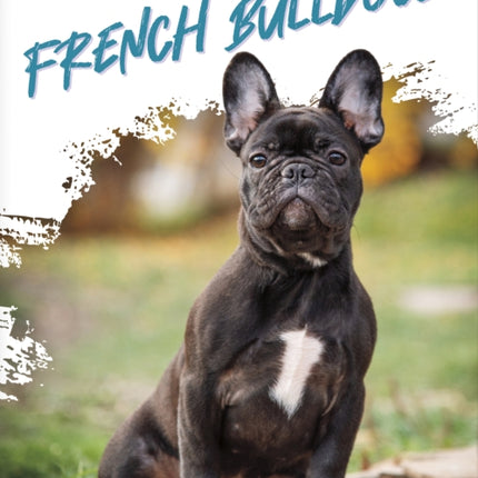 Dog Breeds French Bulldogs