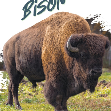 Natures Giants Bison