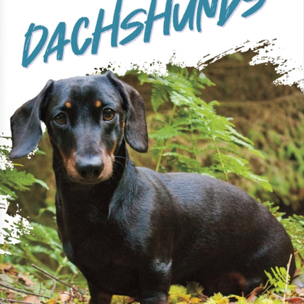 Dog Breeds Dachshunds