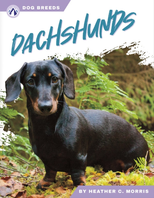 Dog Breeds Dachshunds