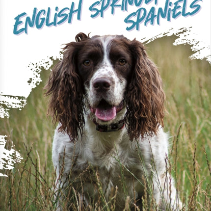 Dog Breeds English Springer Spaniels