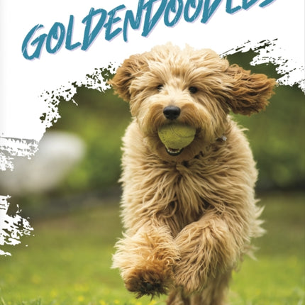 Dog Breeds Goldendoodles