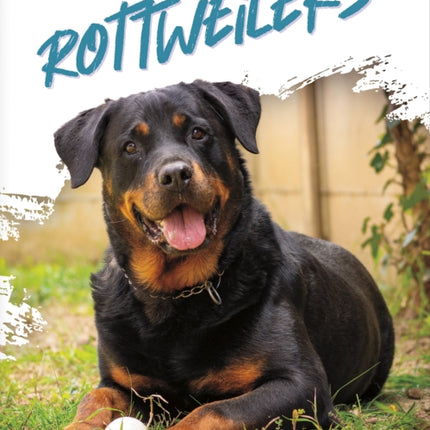 Dog Breeds Rottweilers