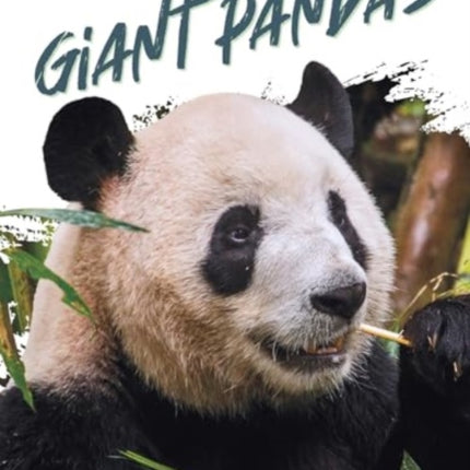 Natures Giants Giant Pandas